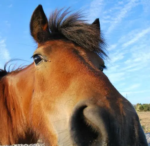 Apartment Chaniotis Studios Kalafatis